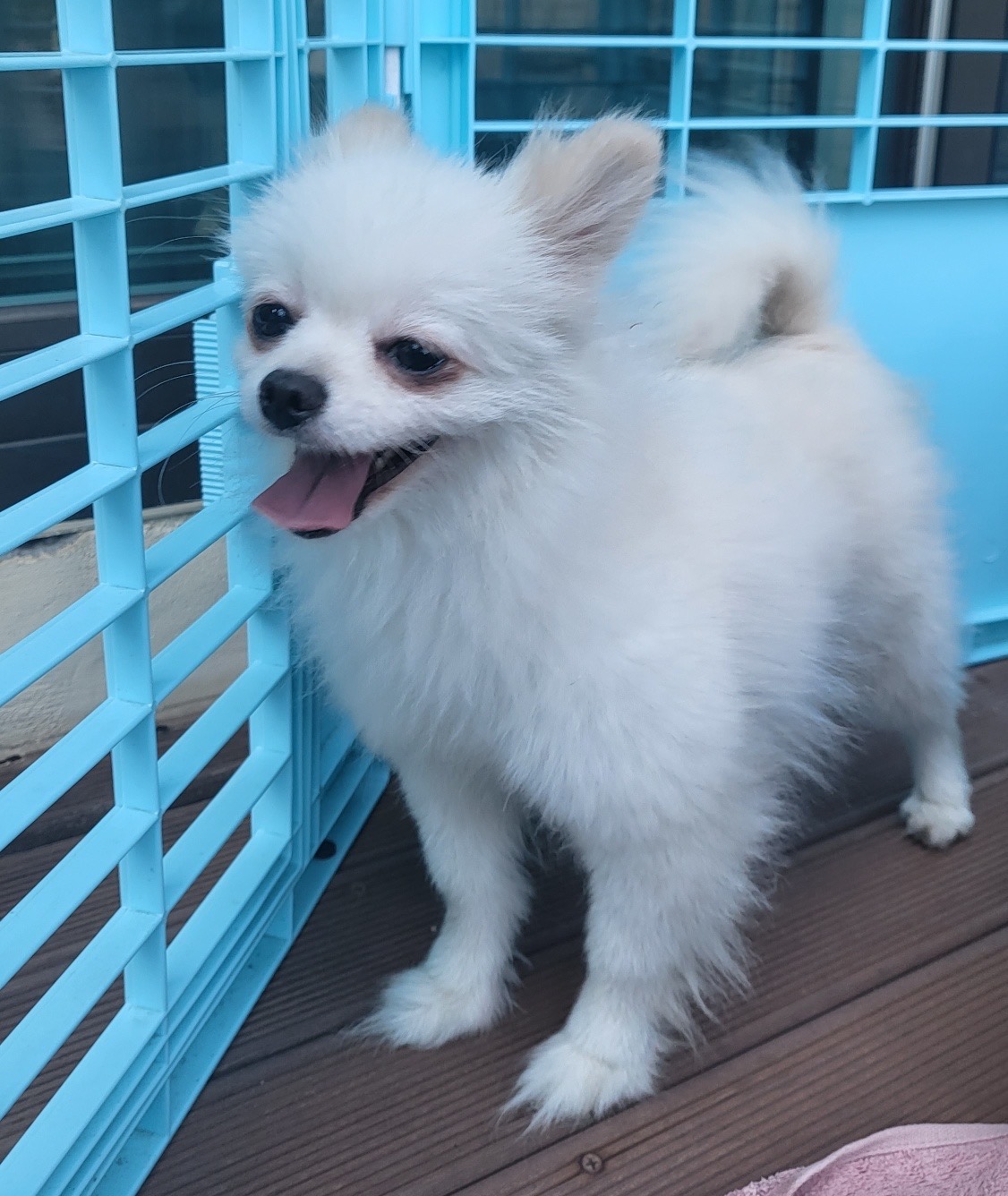 포메라니안 이미지 파일 입니다.